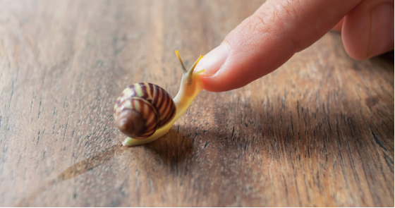 6 Benefits of Snail Slime for Your Skin Expert Dermatologist Explains Why Snail Mucin is a Must for Anti-Aging