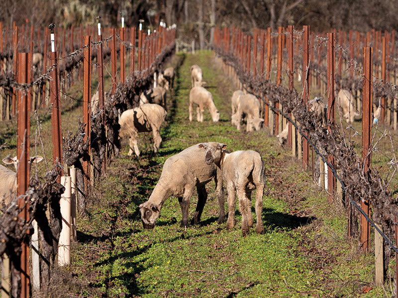 How are vineyards in California following sustainable practices?
